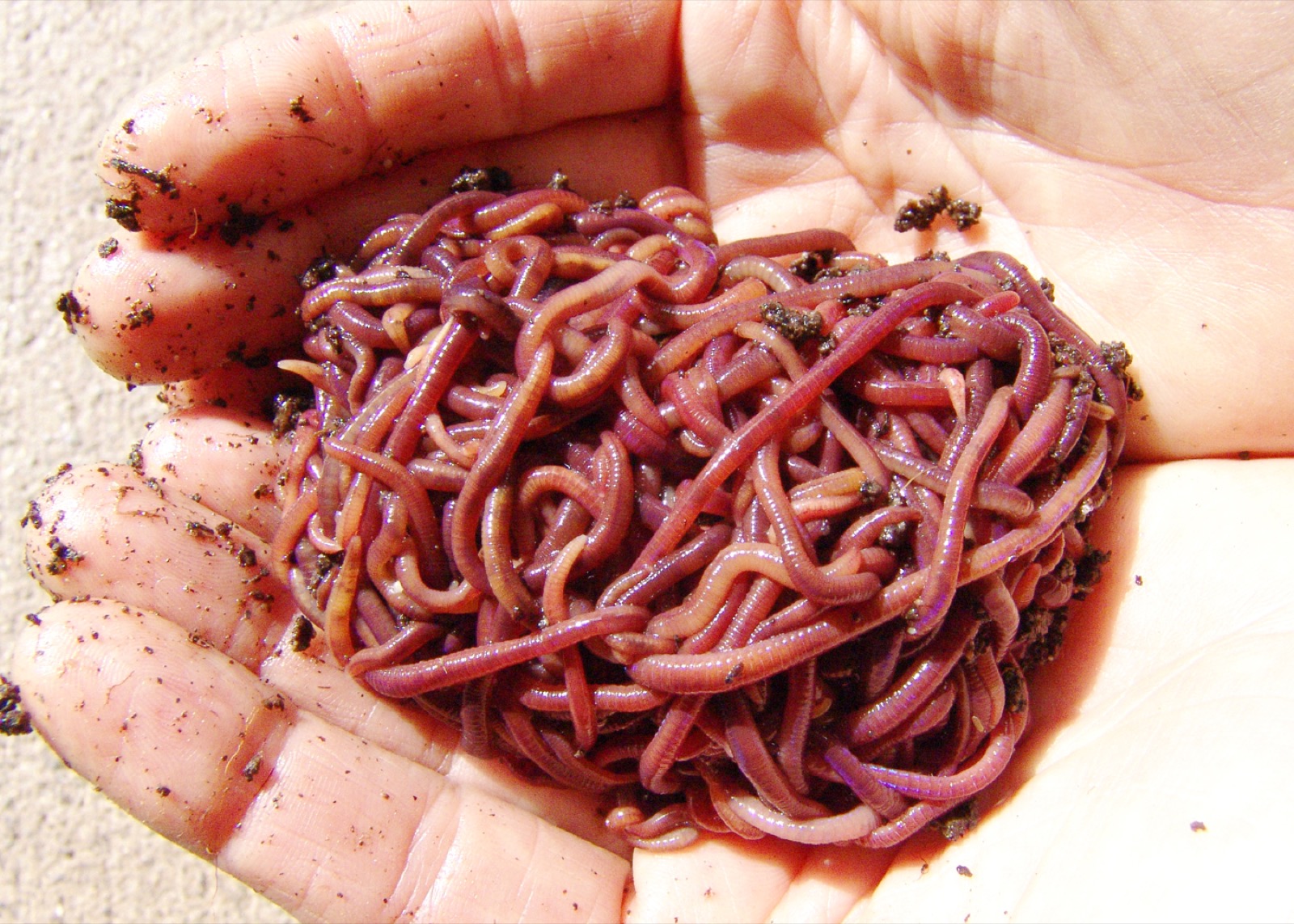 earthworm